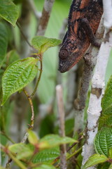 beautiful and bizarre chameleon of Madagascar 