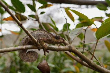 beautiful and bizarre chameleon of Madagascar 