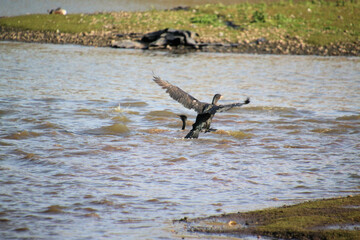 A view of a Cormorant at Venus Pool Nature Reserve