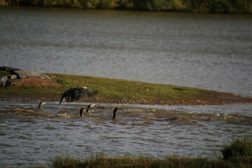 A view of a Cormorant at Venus Pool Nature Reserve