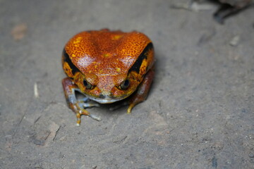 Naklejka premium tomato frog (dycophus antongilii) of Madagascar