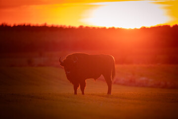 Mammals - wild nature European bison ( Bison bonasus ) Wisent herd standing on field North Eastern...