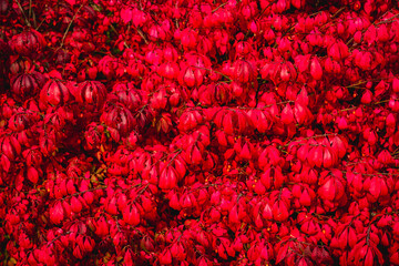 Garden in october autumn red burning bush winged spindle tree Euonymus alatus Compactus wallpaper or background