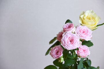 ピンクと黄色のばら