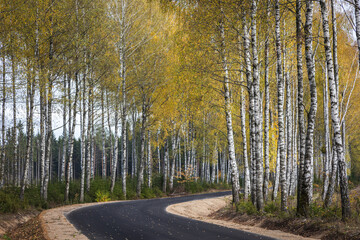 october landscape autumn forest. Poland Europe, Knyszyn Primeval Forest, birch trees