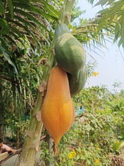 Ripe and unripe papayas are on the same tree.