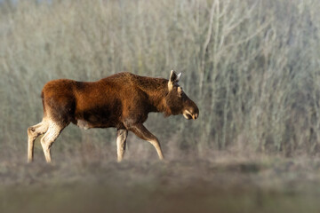 Mammals female bull Elk Moose ( Alces alces ) North part of Poland, Europe sunrise morning in autumn time