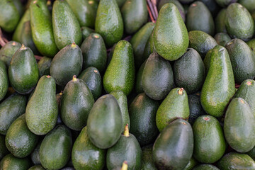 Full-screen fresh green avocados background