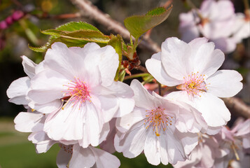Cerejeira do Japão (Prunus serrulata), As cerejeiras são nativas de muitos países asiáticos, inclusive Japão, Coreia e China. O Japão tem uma grande variedade de cerejeiras.