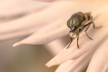 Closeup of a bee with drops of water in outdoors