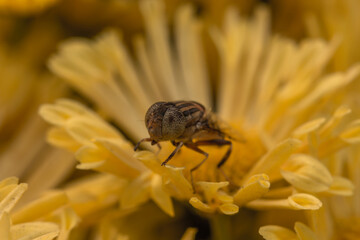 Closeup of a bee with drops of water in outdoors