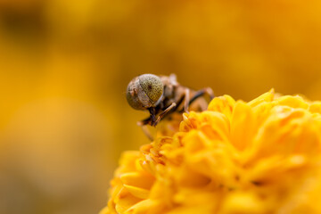 Closeup of a bee with drops of water in outdoors