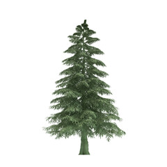 Majestic evergreen pine tree standing tall on white background