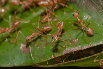 Closeup of fire ants in tropical forest