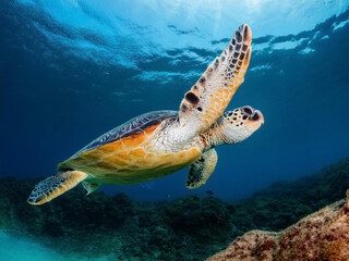 Obraz premium green turtle swimming in water