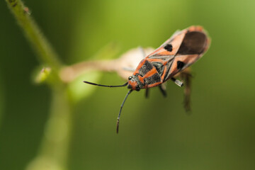 Closeup of a colorful beetle in a tropical forest