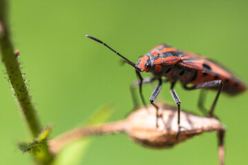 Closeup of a colorful beetle in a tropical forest