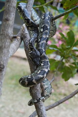 Boa snake or Acrantophis of Madagascar rare sight of a ground boa in a tree