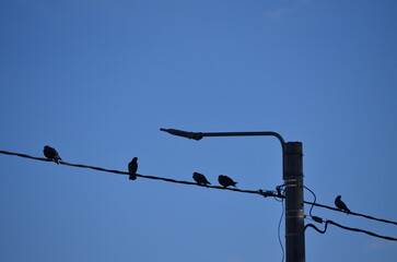 A group of birds are perched on a power line. The sky is clear and blue. The birds are in various...