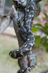 Boa snake or Acrantophis of Madagascar rare sight of a ground boa in a tree