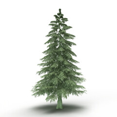 Majestic evergreen pine tree standing tall on white background