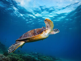 green turtle swimming in water