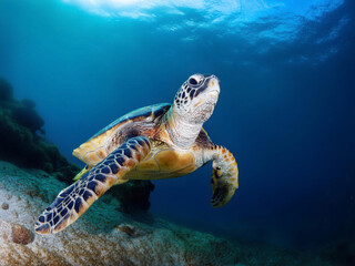 green turtle swimming in water