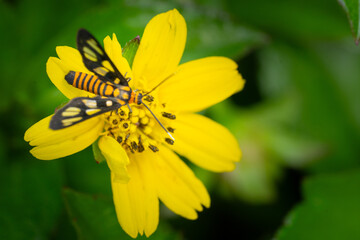 A Colorful insect taking honey from the yellow flower in a garden