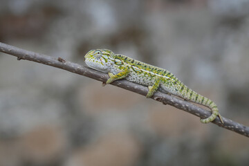 these small chameleons found in Madagascar look like jewels 