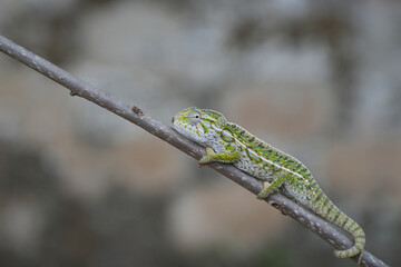 these small chameleons found in Madagascar look like jewels 