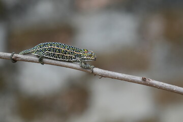 these small chameleons found in Madagascar look like jewels 