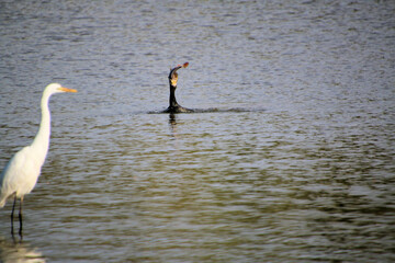 A Cormorant catching a fish