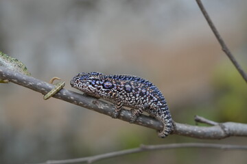 these small chameleons found in Madagascar look like jewels 