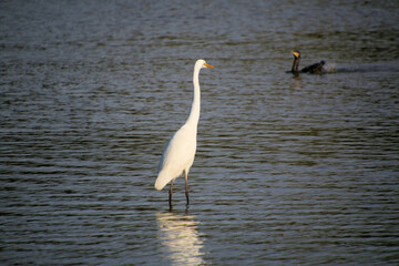A view of a Great White Egret in the water at Venus Pool Nature Reserve