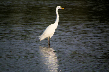 Fototapeta premium A view of a Great White Egret in the water at Venus Pool Nature Reserve