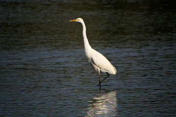 Naklejka premium A view of a Great White Egret in the water at Venus Pool Nature Reserve