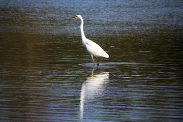 A view of a Great White Egret in the water at Venus Pool Nature Reserve