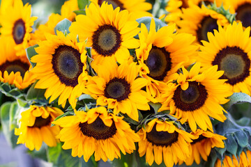 Sunflowers background. Sunflowers blooming in the garden close-up outdoors
