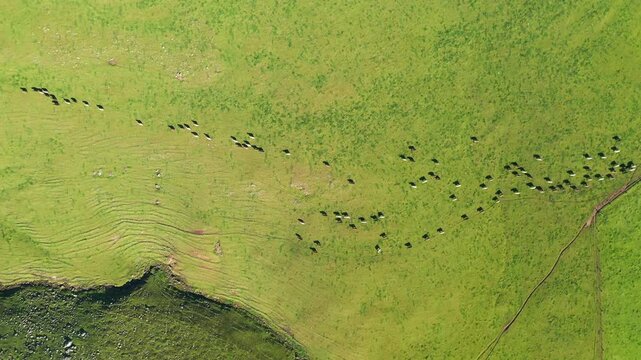 herding cows with a motorbike on a farm. mustering cattle on a ranch