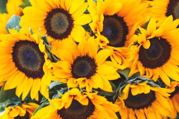 Sunflowers background. Sunflowers blooming in the garden close-up outdoors