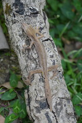 Henkel’s Leaf-Tailed Gecko (Uroplatus henkeli)