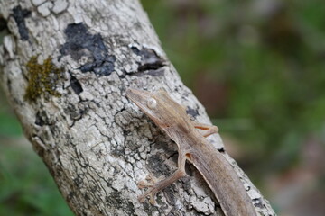 Henkel’s Leaf-Tailed Gecko (Uroplatus henkeli)