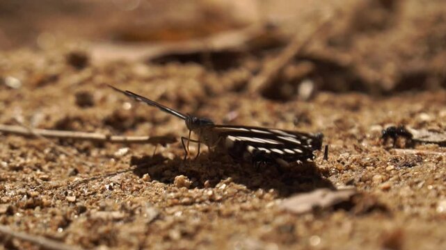 Short banded sailer or neptus columella butterfly sits on the ground among other insects and looking for food, and then flies away