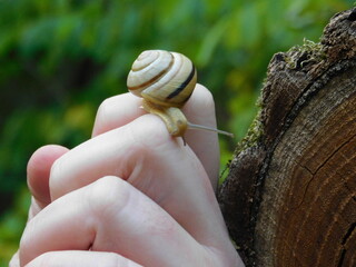A snail on the hand 5