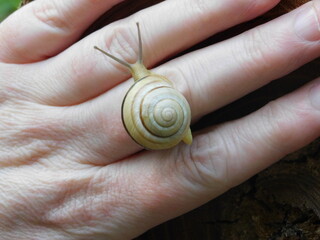 A snail on the hand 4