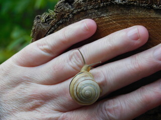 A snail on the hand 3