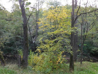 A tree by the stream 2