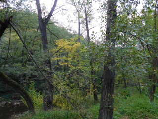 forest in autumn 1