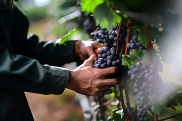 close up of the farmer hands harvesting the grape from the grapevines. The pic showing "Dornfelder" one of the most popular type for red wine making.