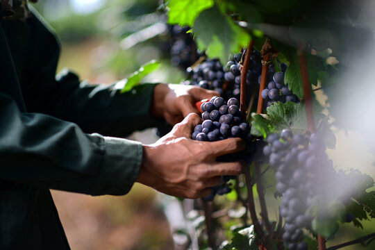 close up of the farmer hands harvesting the grape from the grapevines. The pic showing "Dornfelder" one of the most popular type for red wine making.
